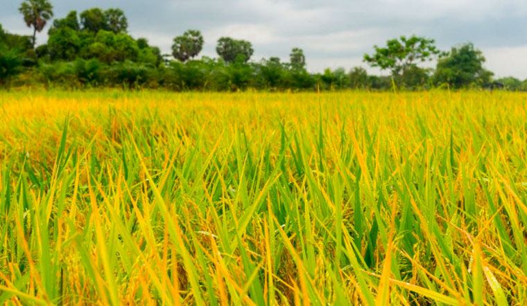 Giá lúa hôm nay 08/04 điều chỉnh tăng giảm 50 đồng/kg Giá lúa hôm nay 08/04 điều chỉnh tăng giảm 50 đồng/kg