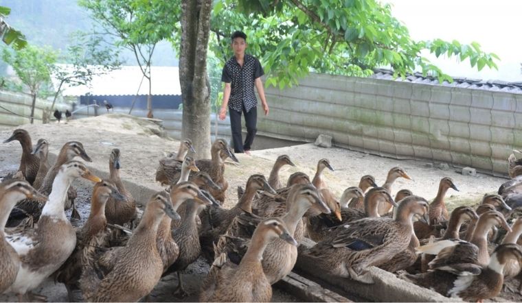 Giá gia cầm hôm nay 09/04/2022: Giá ổn định trở lại