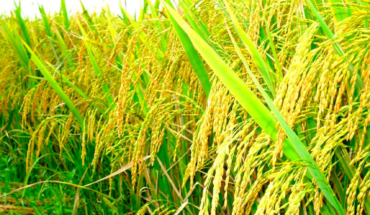 Giá lúa gạo hôm nay 09/04/2022: Giá các loại lúa gạo duy trì ổn định