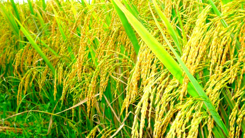 Giá lúa hôm nay 09/04 ổn định Giá lúa hôm nay 09/04 ổn định