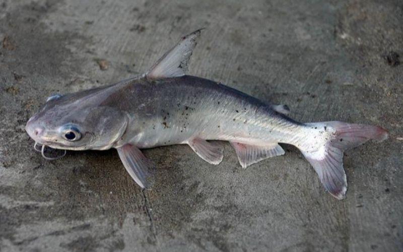 Úc fish