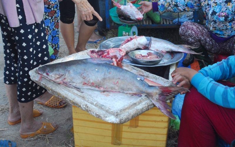 Selling live Úc fish
