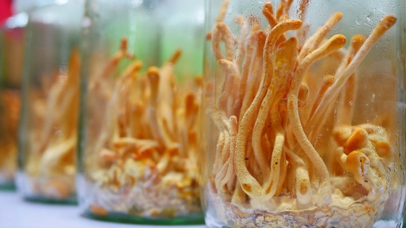 Moldy cordyceps that is not properly treated can be very dangerous to use