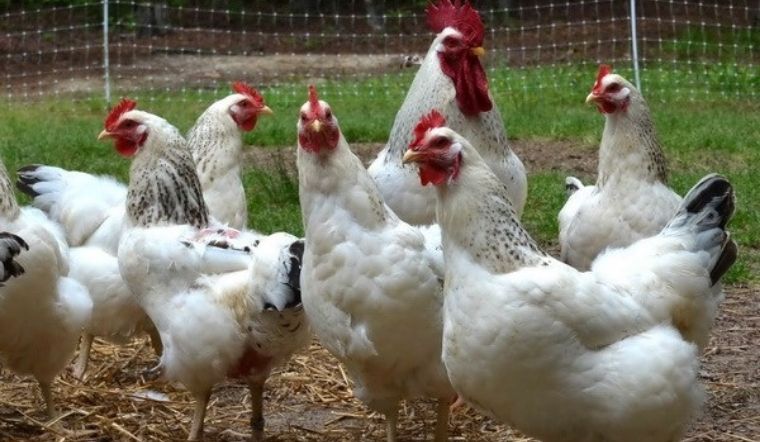 Giá gia cầm hôm nay 12/04/2022: Giá tiếp tục giữ mức ổn định