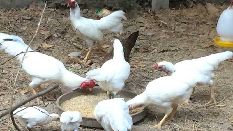 Giá gà hôm nay 12/04/2022 Giá gà hôm nay 12/04/2022