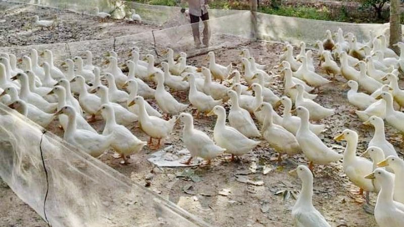 Giá vịt hôm nay 12/04 Giá vịt hôm nay 12/04