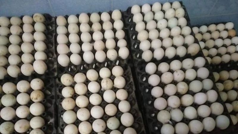 Giá trứng gà hôm nay 12/04 Giá trứng gà hôm nay 12/04