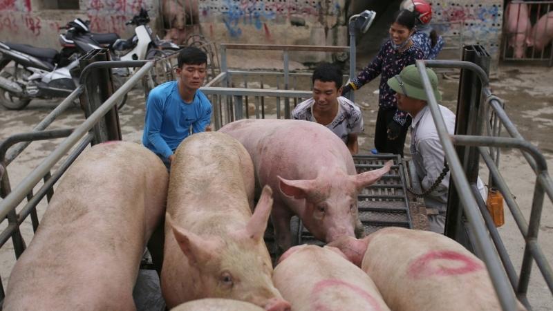 Giá heo hơi hôm nay 12/04 tại miền Bắc