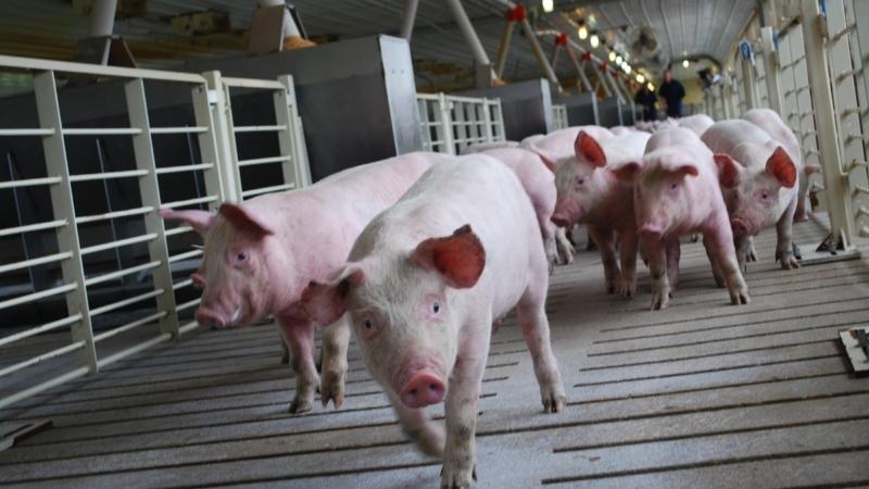 Giá heo hơi hôm nay 12/04 tại miền Trung, Tây Nguyên