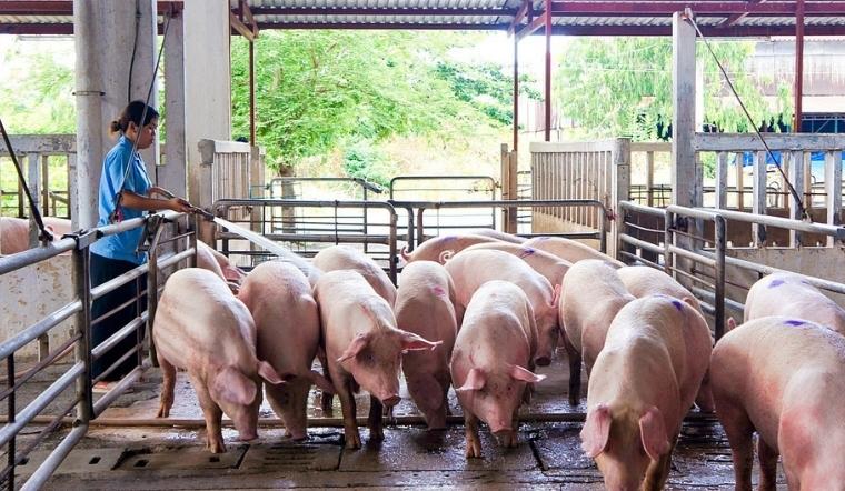 Giá heo hơi hôm nay 12/04/2022: Hai miền Bắc - Nam tăng nhẹ
