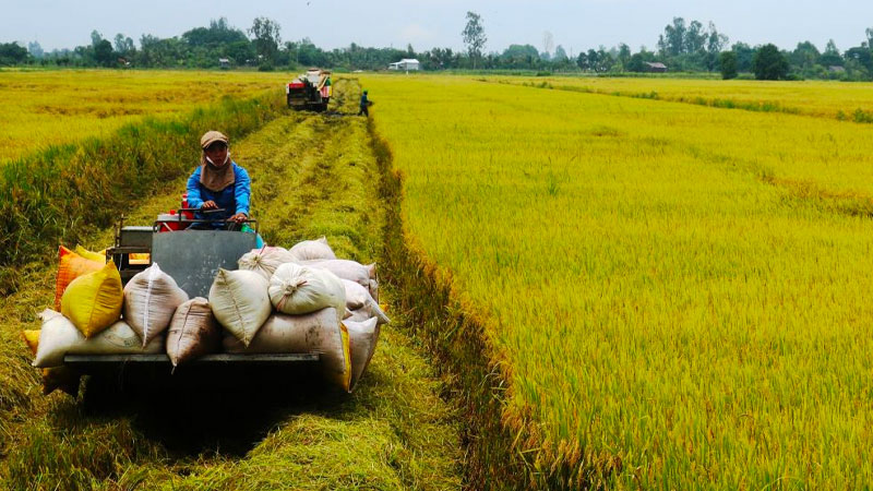 Giá lúa hôm nay 12/04 biến động trái chiều Giá lúa hôm nay 12/04 biến động trái chiều