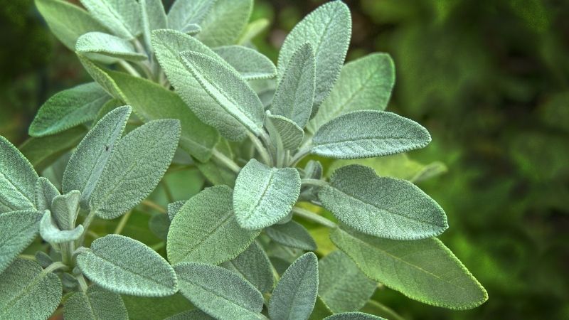 Xô thơm là loại thảo dược thuộc họ cây bạc hà