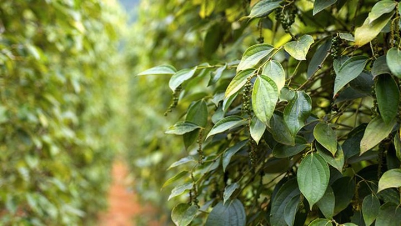 Giá tiêu thế giới