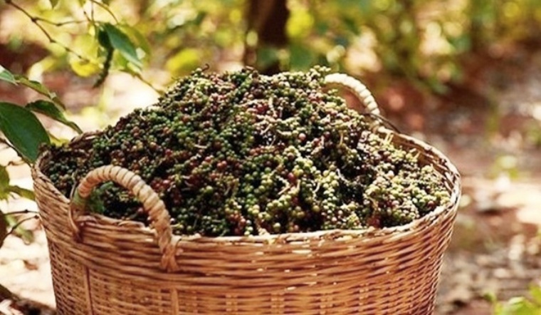 Giá tiêu hôm nay 13/4/2022: Đi ngang ngày 2, dao động 75.000 - 77.500 đồng/kg