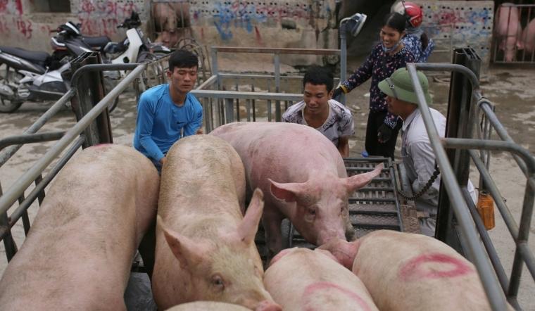 Giá heo hơi hôm nay 13/04/2022: Cả nước biến động trái chiều