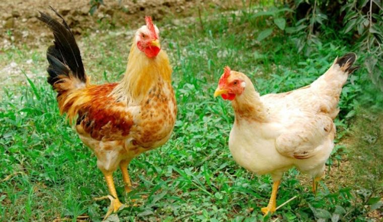 Giá gia cầm hôm nay 13/04/2022: Giá gà Minh Dư giảm nhẹ