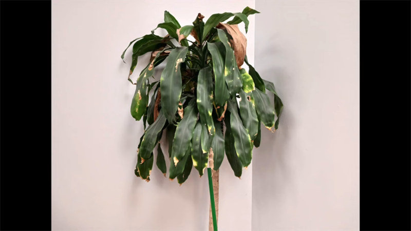 camera galaxy a13 camera galaxy a13