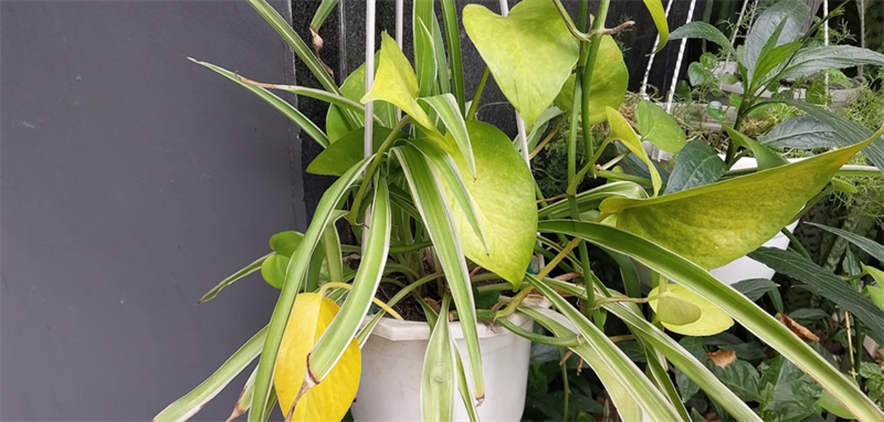 camera galaxy a23 camera galaxy a23