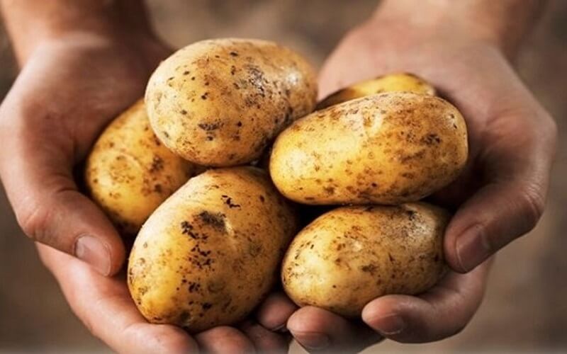 Mua khoai tây tại vườn sẽ có giá rẻ hơn khi mua ngoài chợ hay siêu thị