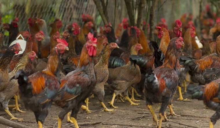 Giá gia cầm hôm nay 14/04/2022: Giá gà Minh Dư tăng trở lại, giá vịt giảm