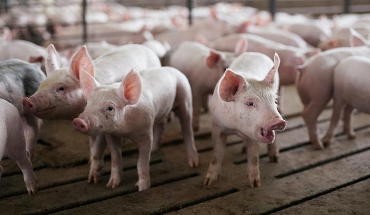 Giá heo hơi hôm nay 14/04/2022: Miền Nam và miền Trung biến động nhẹ 1.000 đồng