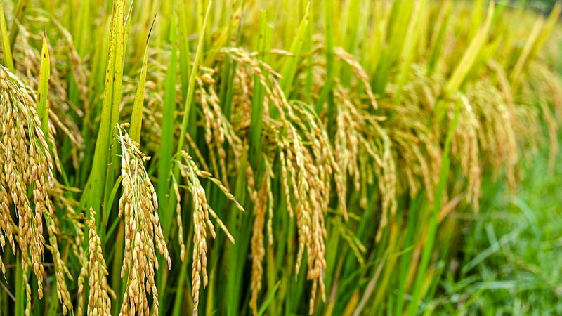 Giá lúa hôm nay 14/04 ổn định