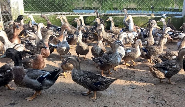 Giá gia cầm hôm nay 15/04/2022: Giá đi ngang trở lại