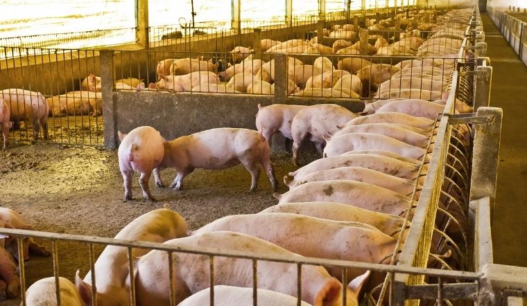 Giá heo hơi hôm nay 15/04/2022: Một số tỉnh miền Nam tăng mạnh 