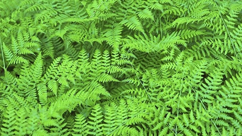 Polypodium leucotomos là gì? Lợi ích sức khỏe và tác dụng phụ