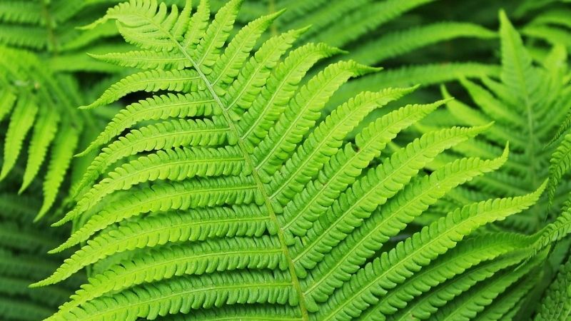 Polypodium leucotomos được coi là an toàn với tối thiểu hoặc không có tác dụng phụ