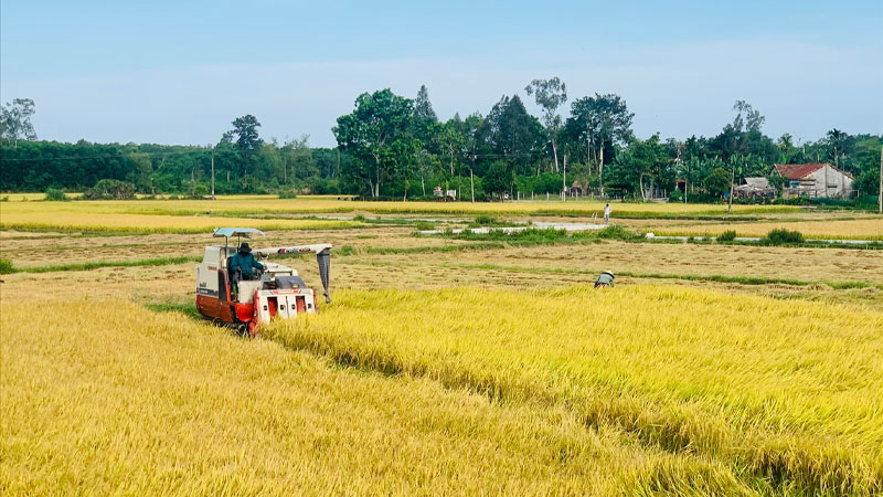 Giá lúa hôm nay 15/04 giảm trên nhiều giống lúa Giá lúa hôm nay 15/04 giảm trên nhiều giống lúa