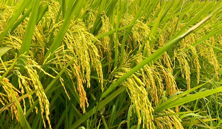 Giá lúa gạo hôm nay 15/04/2022: Giá lúa giảm hàng loạt 100 đồng/kg