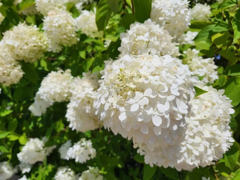 Camera của Galaxy Z Flip3 cho ra chất lượng ảnh chụp tốt Camera của Galaxy Z Flip3 cho ra chất lượng ảnh chụp tốt