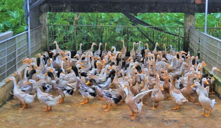 Giá gia cầm hôm nay 16/04/2022: Giá bình ổn, không có biến động