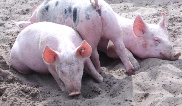 Giá heo hơi hôm nay 16/04/2022: Nhiều địa phương tăng mạnh 1.000 - 3.000 đồng/kg