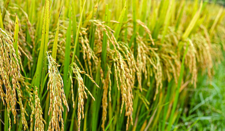 Giá lúa gạo hôm nay 16/04/2022: Đi ngang trong ngày cuối tuần