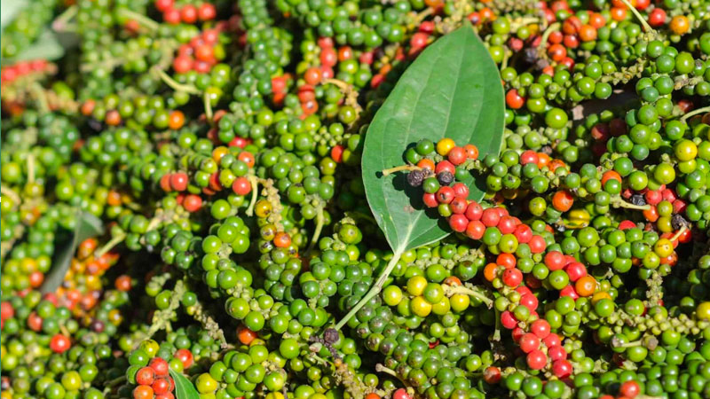 Giá tiêu hôm nay 18/4/2022 trong nước