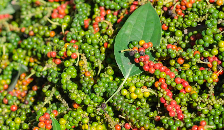 Giá tiêu hôm nay 18/4/2022: Đi ngang, dao động 76.000 - 79.500 đồng/kg