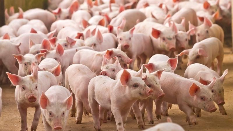 Giá heo hơi hôm nay 17/04 tại miền Trung, Tây Nguyên