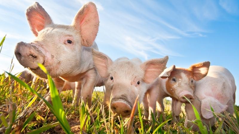  Giá heo hơi hôm nay 17/04 tại miền Nam