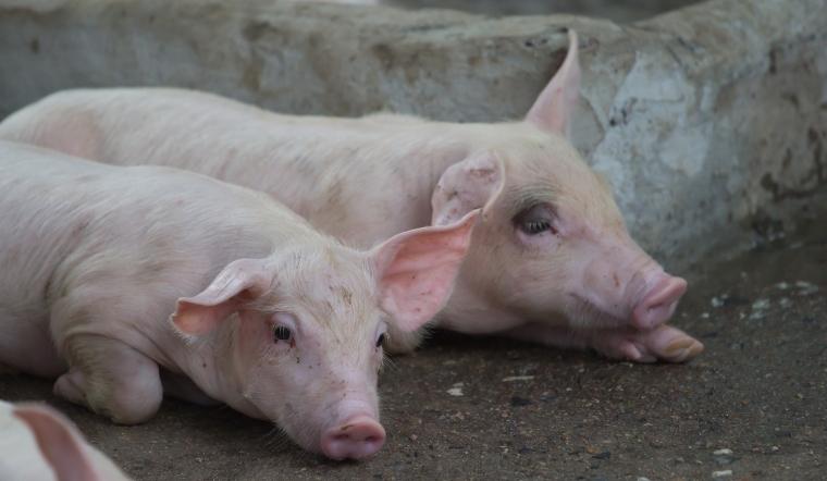 Giá heo hơi hôm nay 18/04/2022: Tiếp tục tăng nhẹ ở miền Bắc và miền Nam