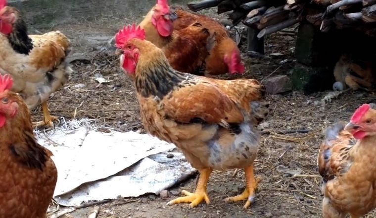 Giá gia cầm hôm nay 18/04/2022: Thị trường ổn định ngày đầu tuần