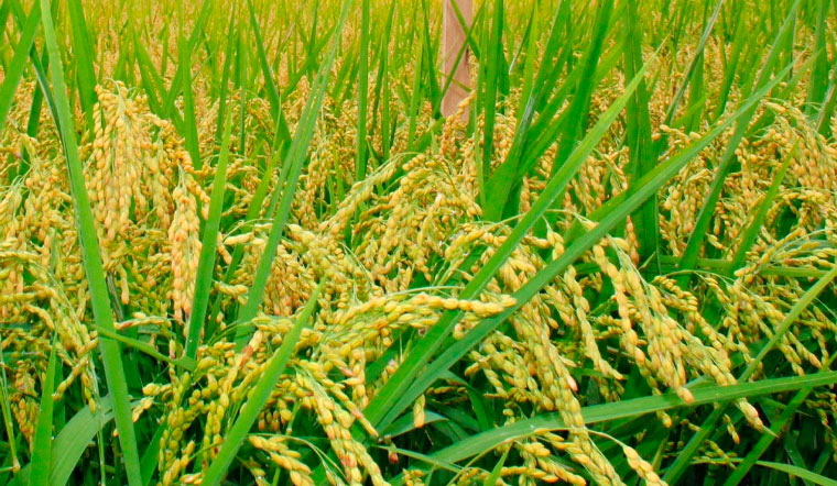 Giá lúa gạo hôm nay 18/04/2022: Đi ngang trên diện rộng ngày đầu tuần