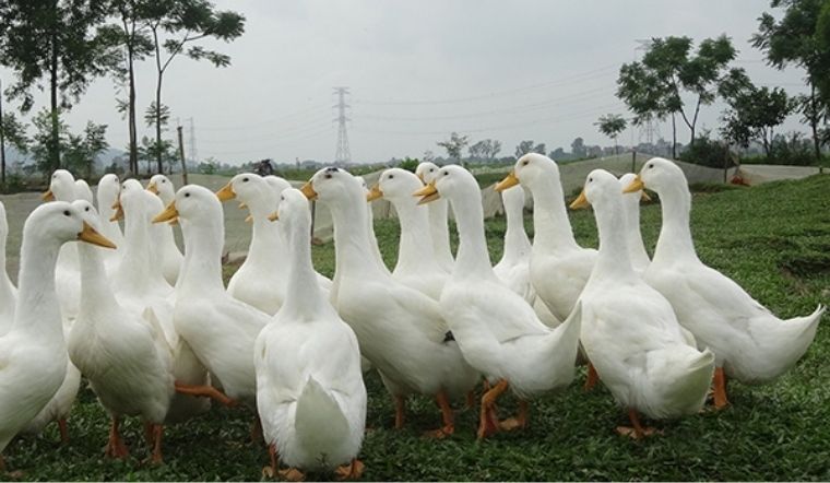 Giá gia cầm hôm nay 19/04/2022: Thị trường giá đi ngang