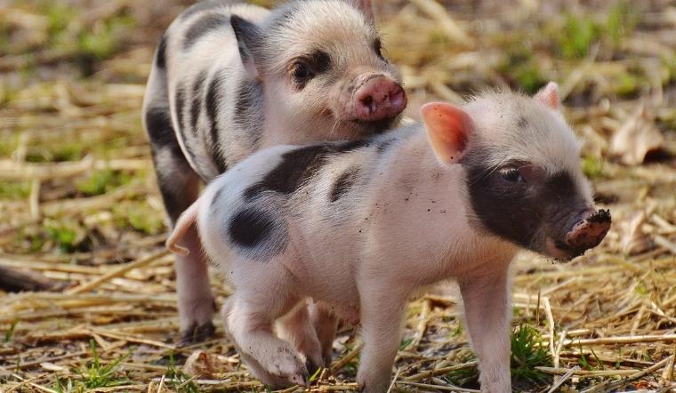 Giá heo hơi hôm nay 19/04/2022: Biến động trái chiều trong khoảng 3.000 đồng/kg