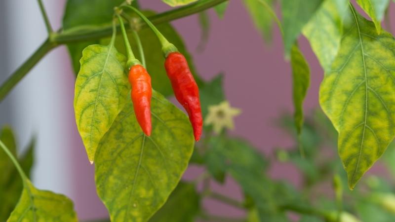 Giá ớt dao động từ 20.000 - 25.000 đồng/kg