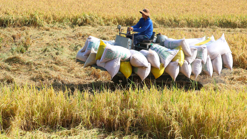  Giá lúa hôm nay 19/04