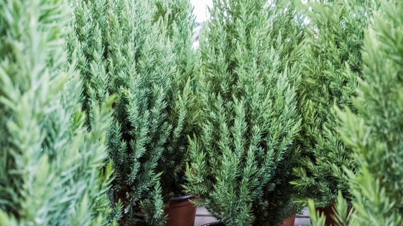 Cây tùng thơm có tên khoa học là Cupressus macrocarpa