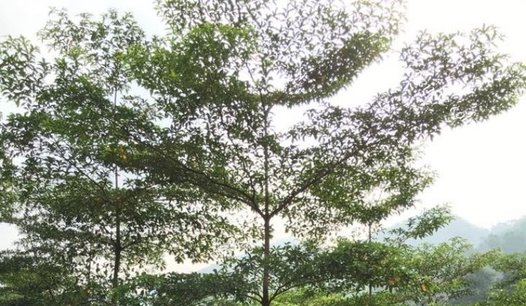 Cây chiêu liêu: Ý nghĩa, hình ảnh, cách trồng, chăm sóc tại nhà