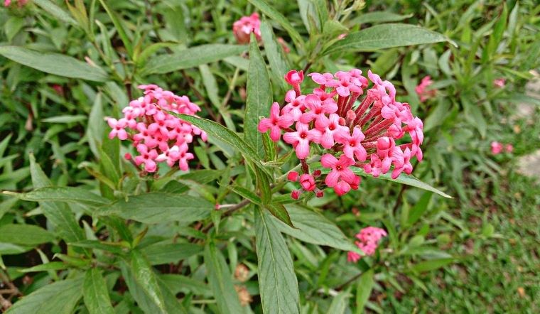 Cây liễu hồng: Ý nghĩa, hình ảnh, cách trồng, chăm sóc tại nhà